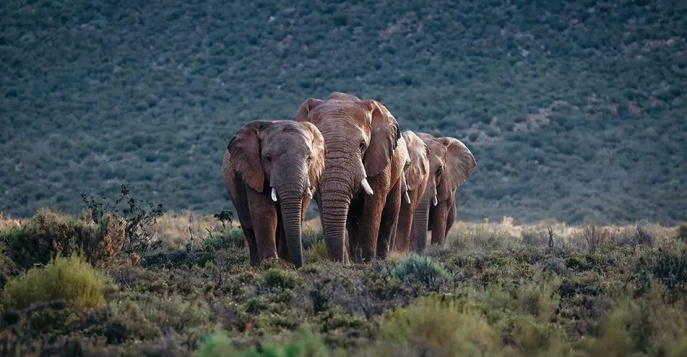 Aquila Private Game Reserve — респектабельный частный заповедник
