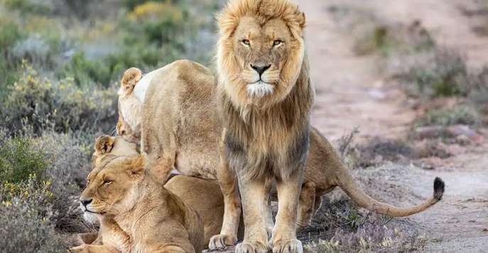 Aquila Private Game Reserve — респектабельный частный заповедник