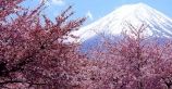 Цветение сакуры в Японии. Не пропустите!