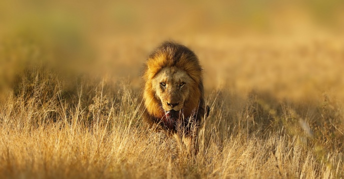 Охота в Южной Африке