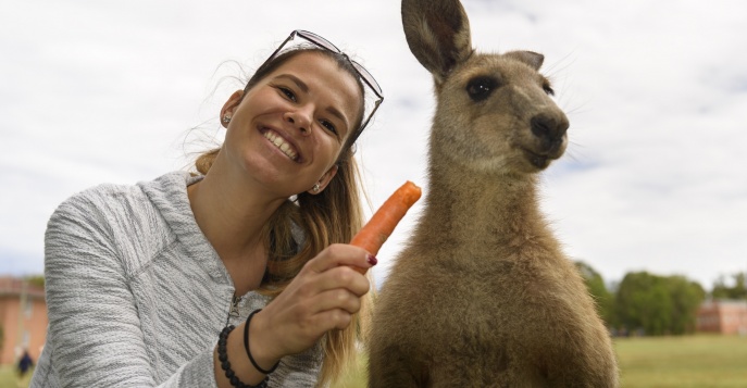 Вам навсегда запомнится встреча с деловитыми кенгуру