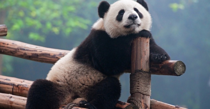 База Дуцзянъянь-Китайского исследовательского центра по сохранению гигантских панд