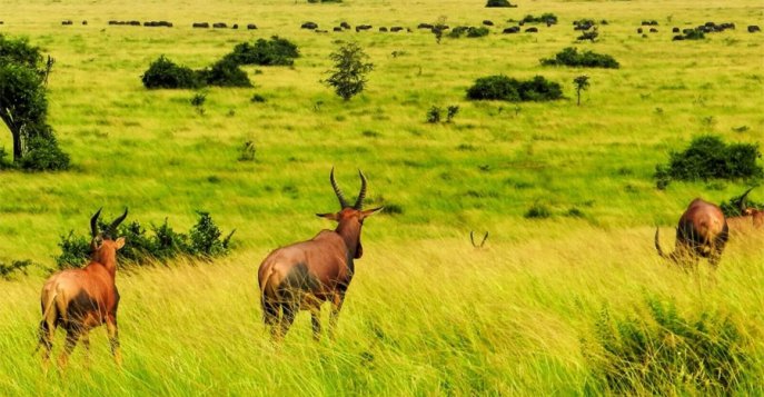 Национальный парк королевы Елизаветы, Уганда