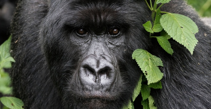 В Уганду на неделю: авторский тур к горным гориллам