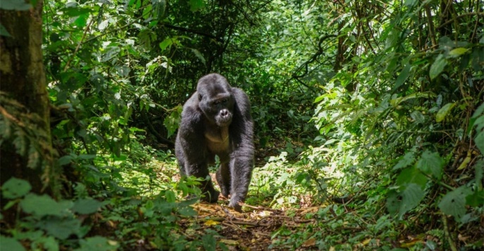 Национальный парк Бвинди, Уганда