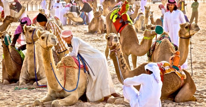 Верблюжьи бега, Катар