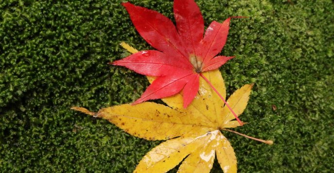 Волна красных кленовых листьев в Японии этой осенью