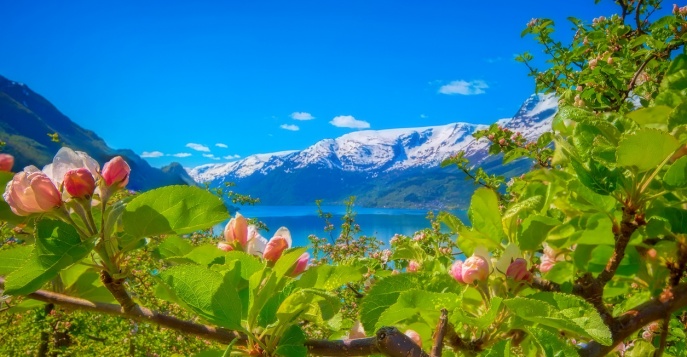Цветущие сады на фьордах: Норвегия в мае
