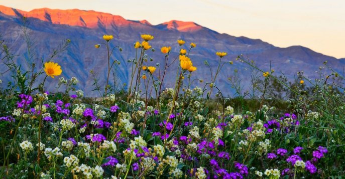 Суперцветение в горах и пустынях Калифорнии