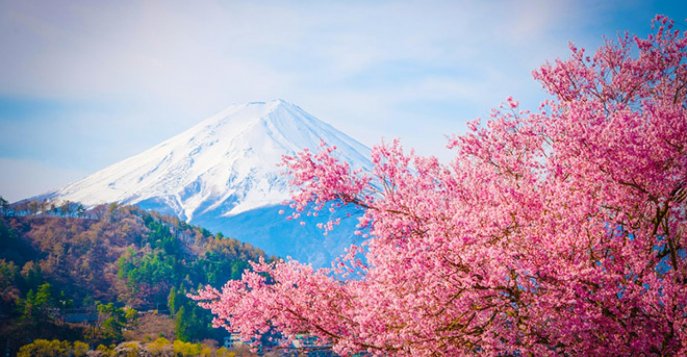 Розовая волна пошла! Цветение сакуры в Японии в 2019 году