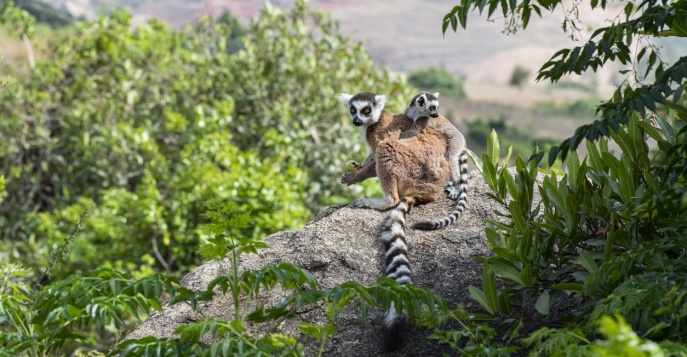 Посещение парка ручных лемуров на Мадагаскаре