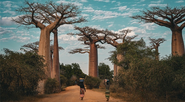 Два мира Индийского океана: Мадагаскар и Маврикий