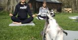 Йога с лемурами в Озерном Крае в Великобритании