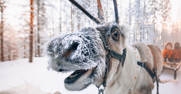 Зимние экскурсии и активный отдых в Леви (Финляндия)