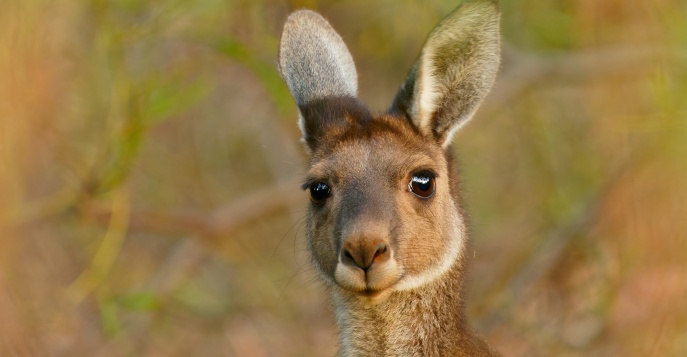Удивительная Австралия + Новый год!
