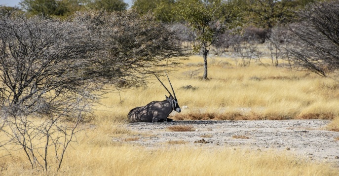 Национальный парк Этоша, Намибия