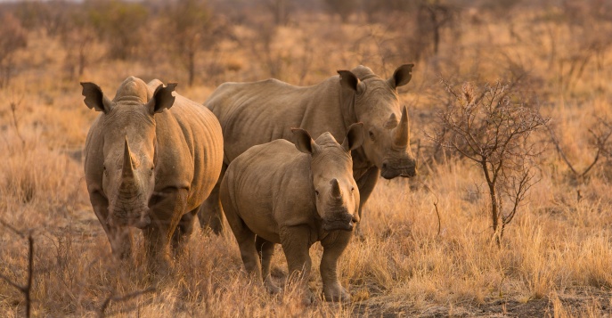 Национальный Парк Крюгера, ЮАР