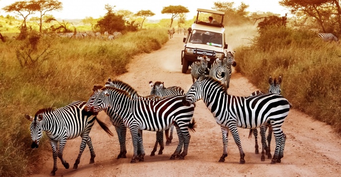 Доступное сафари в Танзании