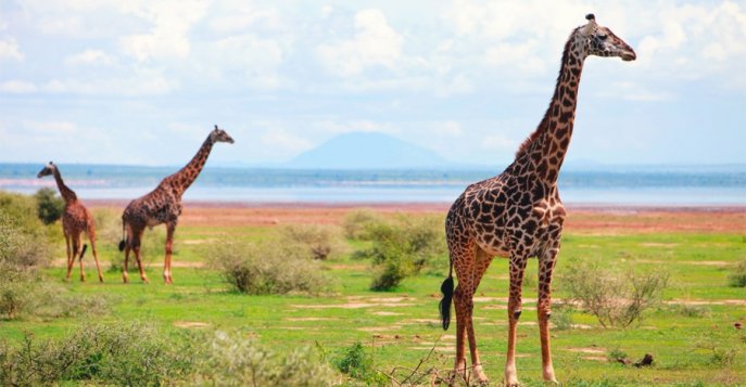 Национальный Парк озеро Маньяра, Танзания