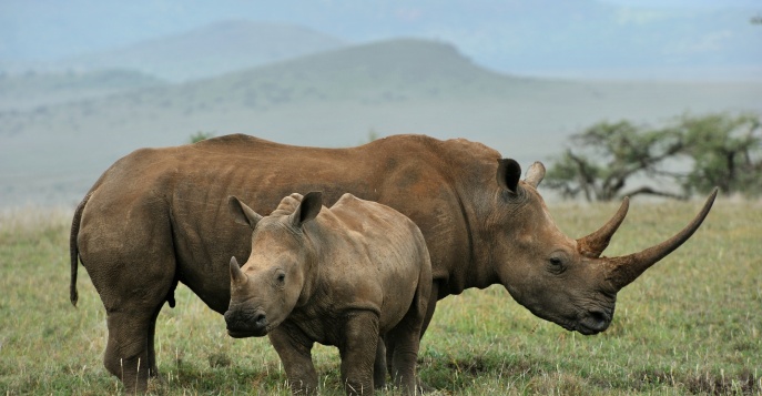 Черный носорог, Нгоронгоро