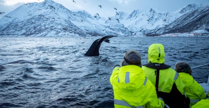 Китовое сафари на гибридном судне Brim - Тромсё, Норвегия