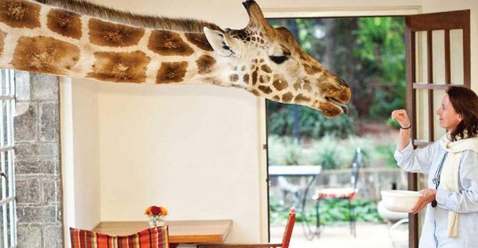 Бутик-отель Giraffe Manor 5* - Найроби, Кения	