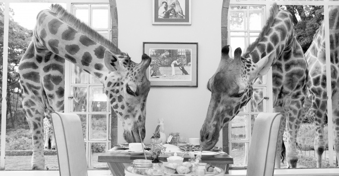 Кения: в гости к ручным жирафам отеля Giraffe Manor