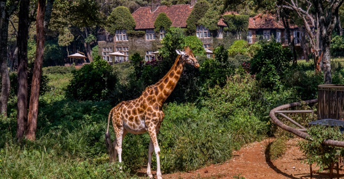 Кения: в гости к ручным жирафам отеля Giraffe Manor