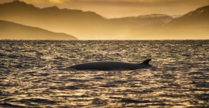 Териберка: в поисках китов и Северного Сияния!