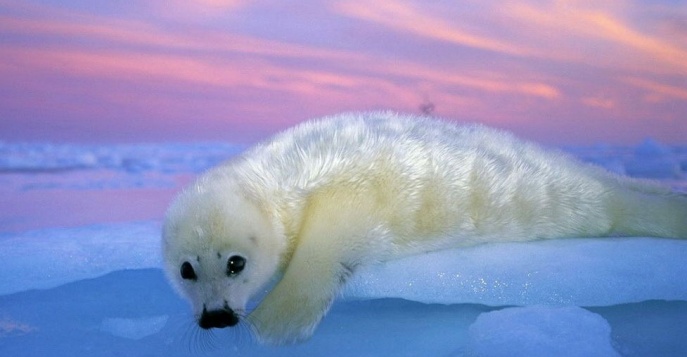 Снегоходный тур по Белому морю к белькам