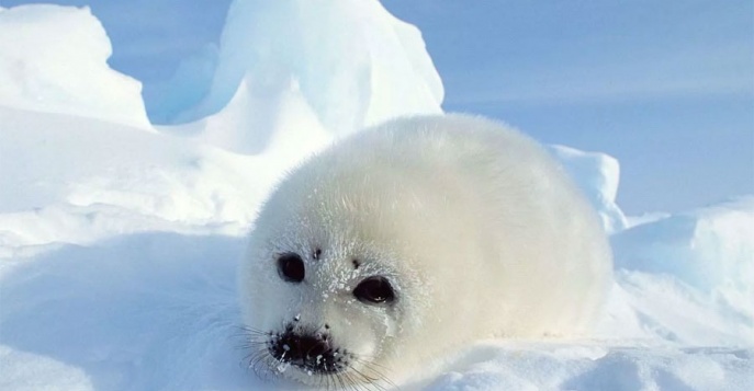 Бельки - Белое море, Россия 