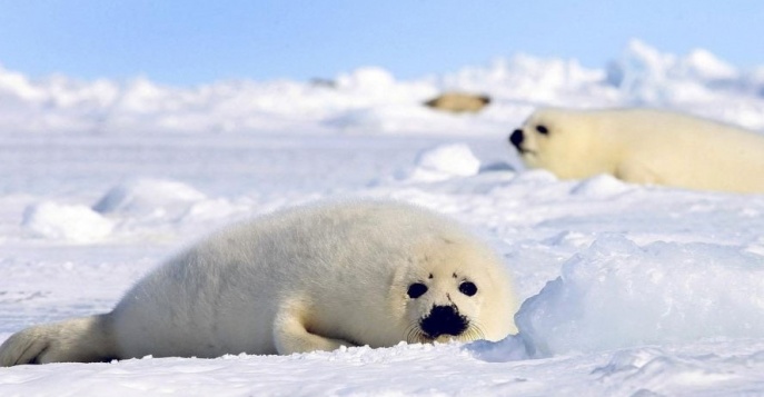 Бельки - Белое море, Россия 