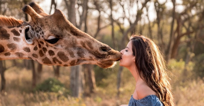 Поцелуй с жирафом! Путешествие по Кении