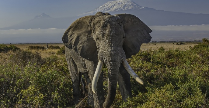 Национальный парк Амбосели, Кения