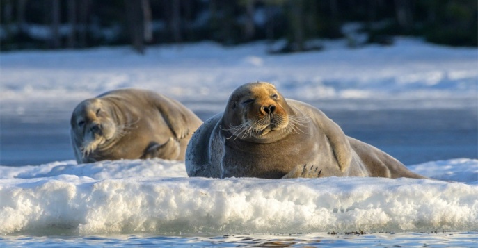 Жизнь на льдине: майский тур на Белое море к тюленям
