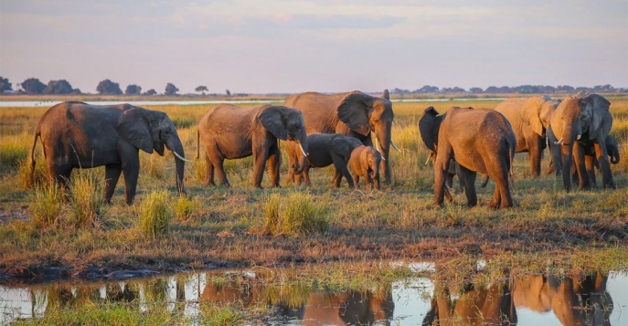 Национальный парк Чобе, Ботсвана