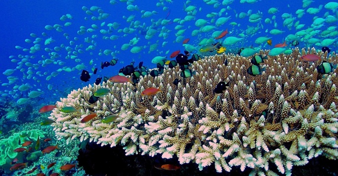 Отели на Мальдивах с домашним рифом