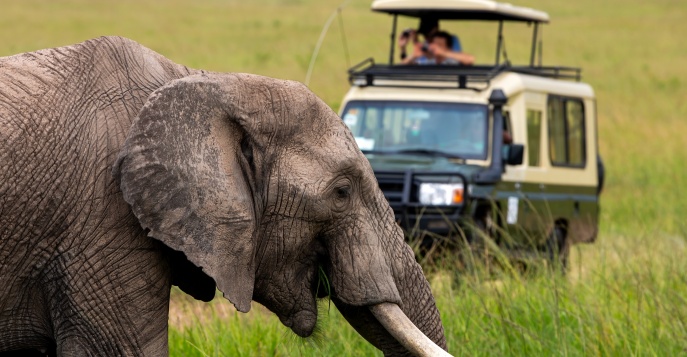 Сафари в ЮАР