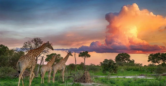 Национальный парк Мореми, Ботсвана