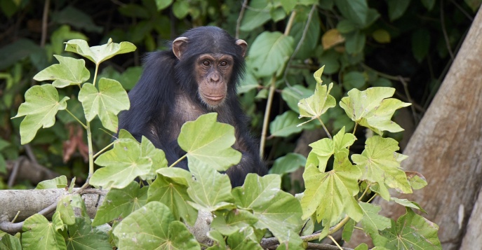 Танзания. Сафари на озере Танганьика с трекингом к шимпанзе