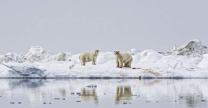 Остров Врангеля - Чукотка, Россия