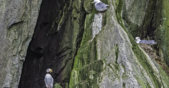 Остров Колючин - Чукотка, Россия