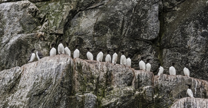 Остров Колючин - Чукотка, Россия