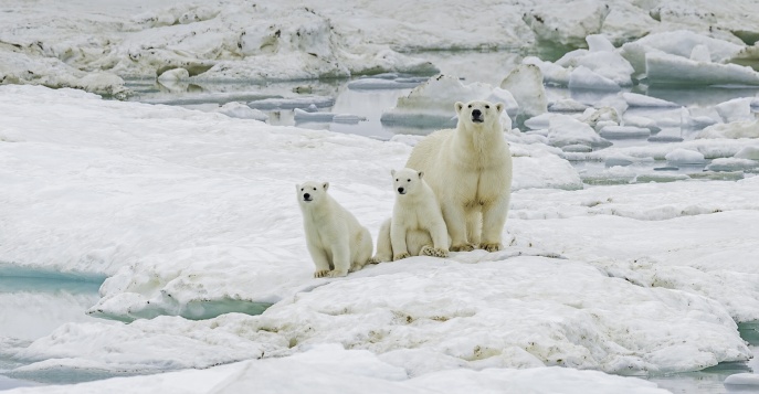 Земля белых медведей: Чукотка и остров Колючин