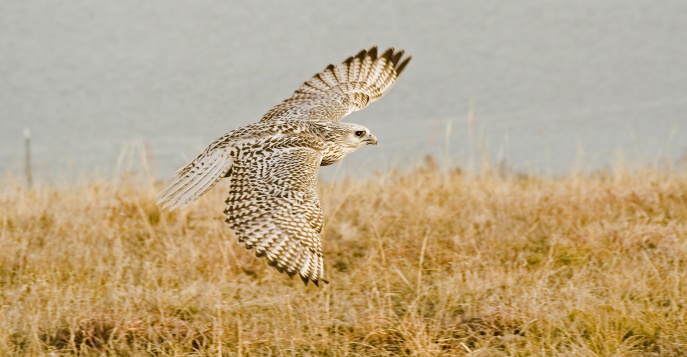 В этих местах удастся увидеть кречета, занесенного в Красную книгу.