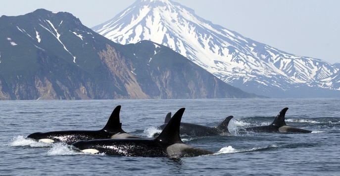 В прибрежных водах часто встречаются косатки