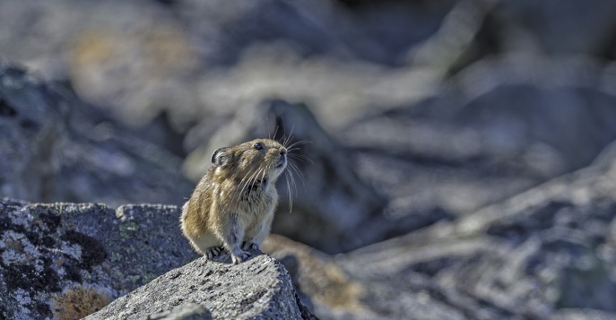 Во время прогулки по тундре вы сможете увидеть редкие мхи и цветы и, возможно, даже встретите арктических сусликов.