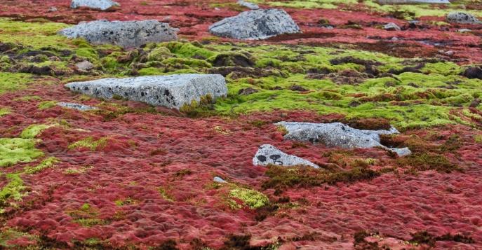 Живописный трекинг из бухты Пенкигней к устью реки Ключевая: через чукотские «фьорды», скалистые обрывы, цветущую тундру и перевалы,