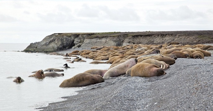 Остров Матвеев - Новая Земля, Россия