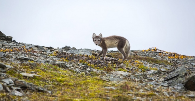 Новая Земля, Россия